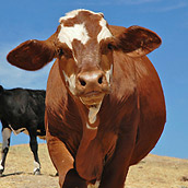 cowsb1721 cowsb1721