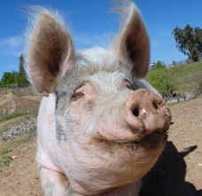 lily-pig_228x221 lily-pig_228x221