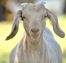 sheepc sheepc