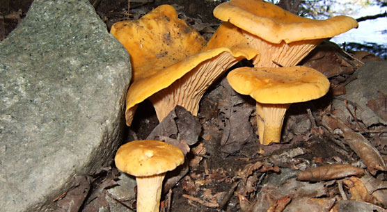 Chanterelle Chanterelle