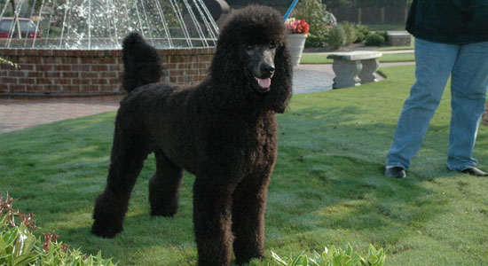 Tiny poodles for sale pictures / #39;poodles in va#39; poodles for sale. Tiny poodles for sale pictures / #39;poodles in va#39;