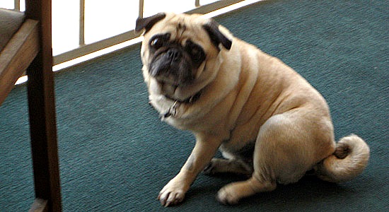 Dog12